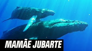 Miniatura do vídeo