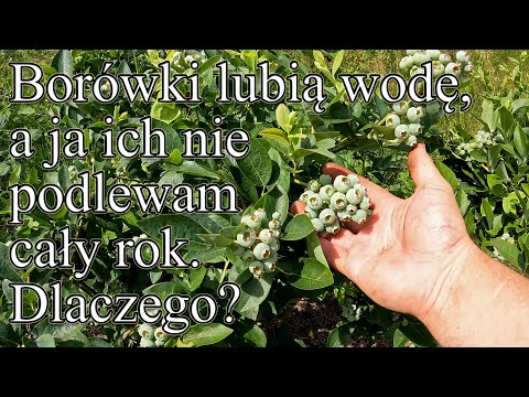 Nie podlewam borówek, a one lubią wodę. Czy trzeba podlewać krzewy borówki?- Ogrodowe pierdamony 157