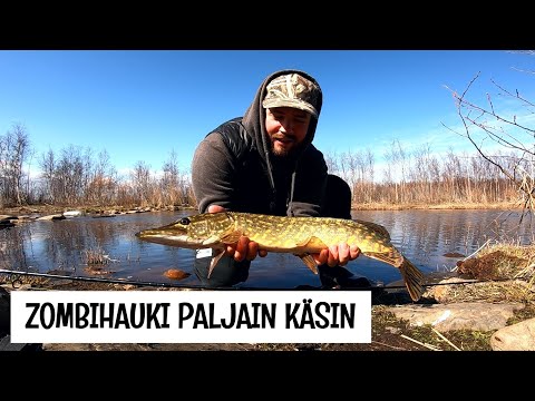 KALASSA POHJAPADOLLA - SAAKO SIELLÄ KALASTAA VAI EI?