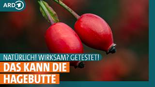 Hagebutte: So gesund ist sie wirklich I ARD Gesund