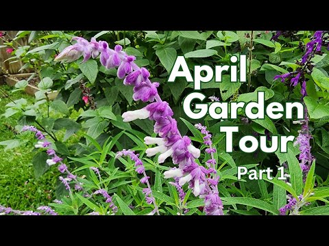 April 2024 Backyard Garden Tour | Part 1 | pollinator garden🦋🐛  | Texas Gulf Coast Zone 9b
