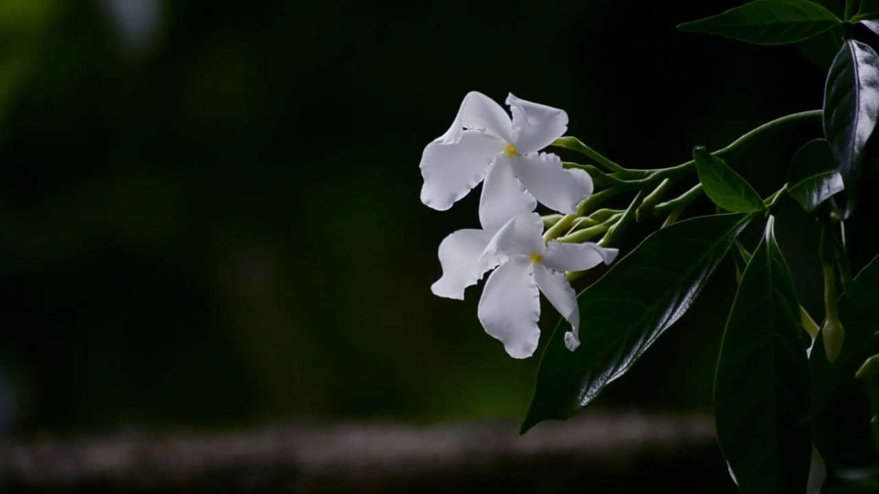 White Flowers Moving In Wind - Copyright Free Footage