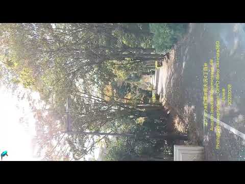 2691#Árvore#Folhas de outono#Minamiosawa 4-chome#Árvore#Folhas de outono#20231028