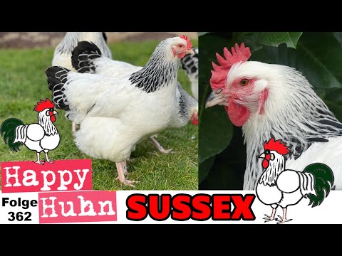 Sussex chickens + Bantam Sussex in the breed portrait at HAPPY HUHN E362 + Difference to Hybrid S...