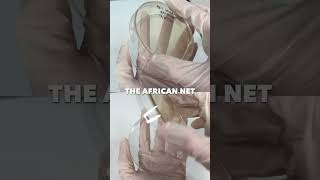 Are African Net Sponges Hygienic? 🤔 #SudScrub #bodyscrubber #shower #showerroutine #exfoliating