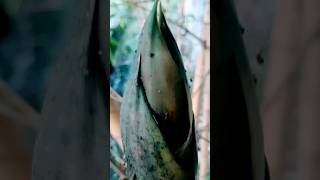 Download lagu BEGINI CERITANYA..!!! pantas saja banyak yang...@blitut91channel #angker #bambu #mistisdunia mp3 Download lagu BEGINI CERITANYA..!!! pantas saja banyak yang...@blitut91channel #angker #bambu #mistisdunia mp3