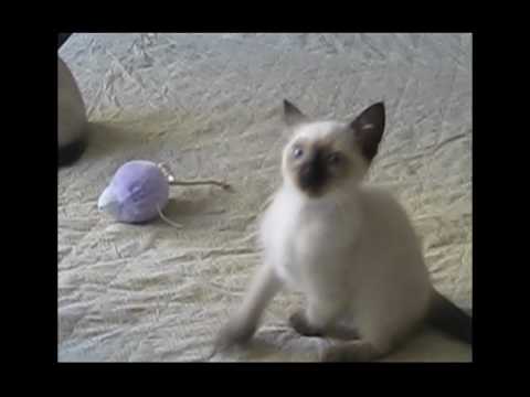 Padmini 24 maggio 2010.avi