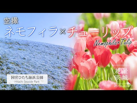 【2025年最新版】空撮で魅せるネモフィラ＆チューリップ｜茨城・国営ひたち海浜公園【絶景茨城】