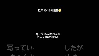 近所でホタル鑑賞🌝 #保護犬との暮らし #保護猫と暮らす #犬と猫のいる暮らし #夜散歩 #ホタル鑑賞