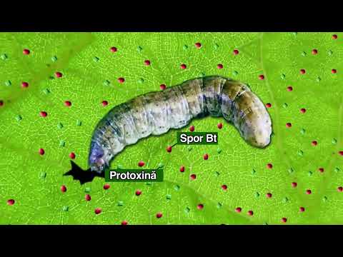 Insecticide biologice - partea 1