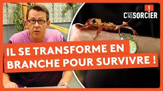 C'est pas sorcier : les Araignées