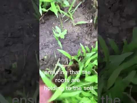 What your Savannah grass should look like 28 days after installation