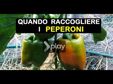 , title : 'QUANDO RACCOGLIERE I PEPERONI ( काली मिर्च पका हुआ )'