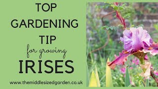 Successful iris growing - your top gardening tip
