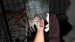 Download lagu Proses Kucing Hutan Borneo dan Kucing Anggora Kawin mp3