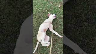 Video preview image #1 Lab-Pointer Puppy For Sale in Rustburg, VA, USA