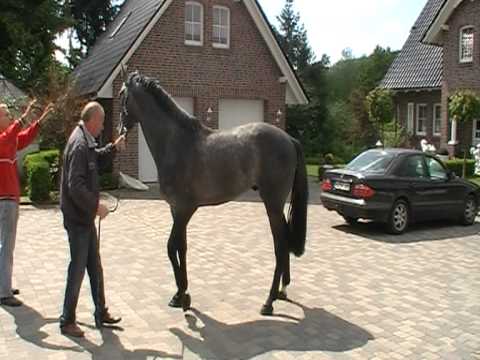 3-jähriger Holsteiner Rappschimmel