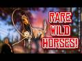 Taming RARE Horses In Red Dead Redemption 2 RedM Equestrian