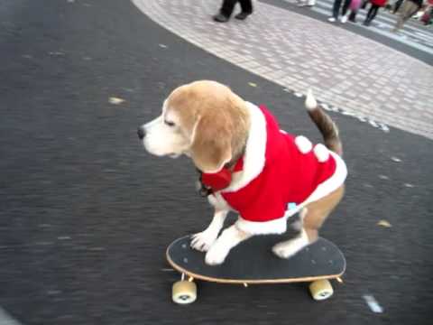 超聰明的滑板狗比人還厲害！真誇張！