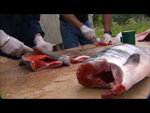Living off the Land | Tongass National Forest, Alaska