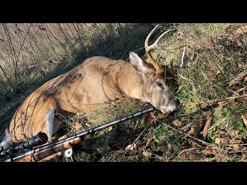 Salt & Sugar Curing Venison Hams.