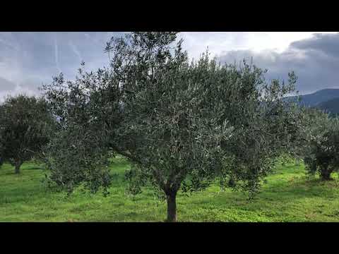 Maslinarski vlog 24.12.2020 - odabir krive sorte