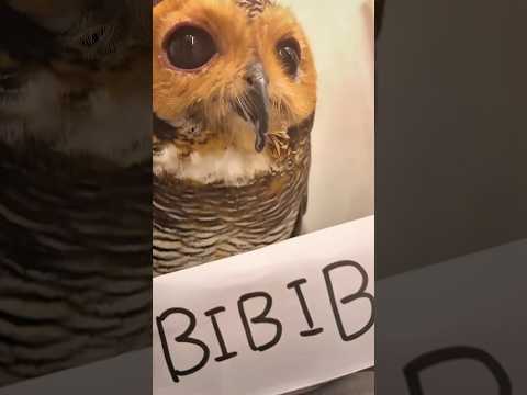Hoek Bibib!! 🤢🤮Itu sangat tidak enak!😡😭 #funny #cute #funnyvideo #animals #pets #owl #cat