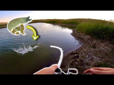 Northern Pike INFESTED Backwaters Hold EXTREMELY Aggressive Fish! (Insane Strikes!)