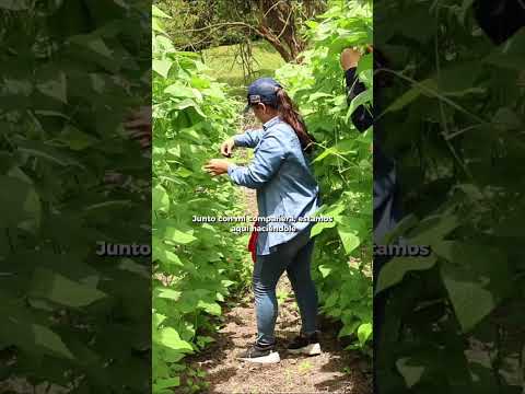 En Tello, Huila, La Victoria ya no es solo el nombre de un predio.