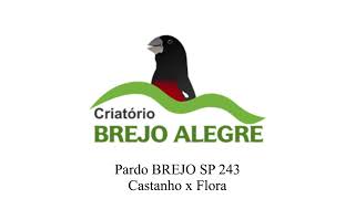 Pardo BREJO SP 243