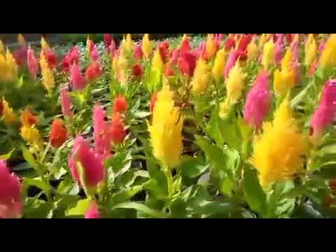 Celosia flowers 🌲🍃🌼🌳.sound of anxmus