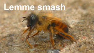 Lemme smash Bee version (Original)