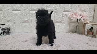 ハーフ犬の動画01