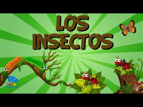 LOS INSECTOS | Vídeos Educativos para Niños