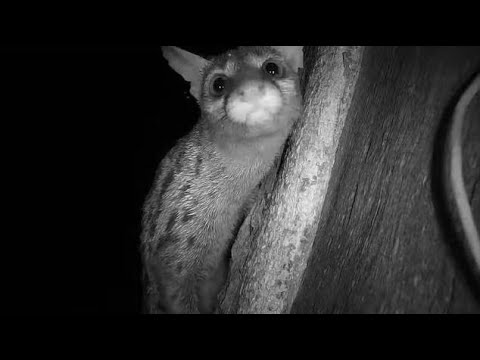 Djuma: Large-spotted Genet - 02:33 - 01/22/21