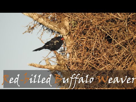 Byvoliar červenozobý (Bubalornis niger) — spev a hlas v prírode