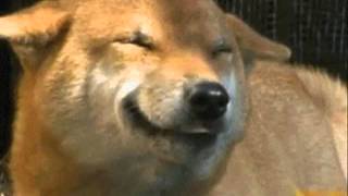 * 'LOS SULTANES DEL RITMO' - DIRE STRAITS