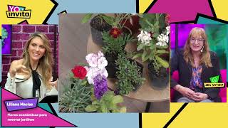 Liliana Macías - Plantas económicas para llenar de color tu jardín esta primavera
