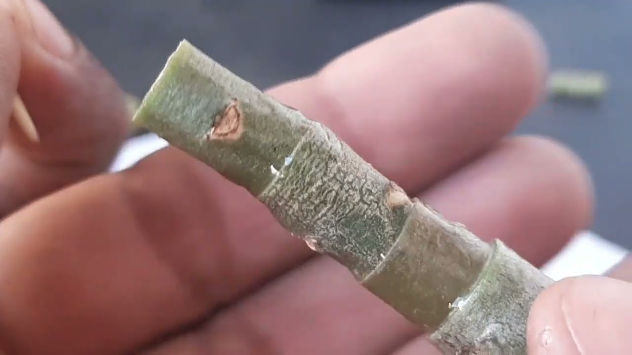 Aprenda a enxertar 5 cores de flores em um só lugar na sua rosa do deserto