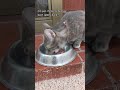 Grey Tabby Cat Like To Eat Raw Beef And Chimkins Shorts
