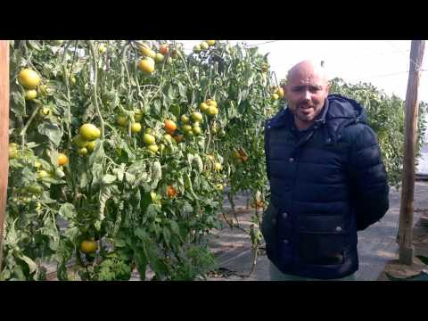 ExperienciasEZ - Tomate Beef Verlenza