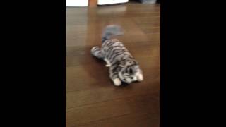 爆笑にゃんこ