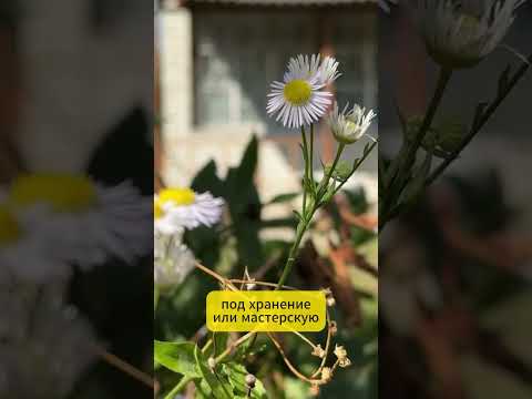 Купить дачу, с/т Импульс, 144 (Пуховичский р-н, Минская область)