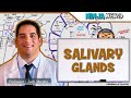 Gastrointestinal Salivation Parotid Submandibular Sublingual Glands