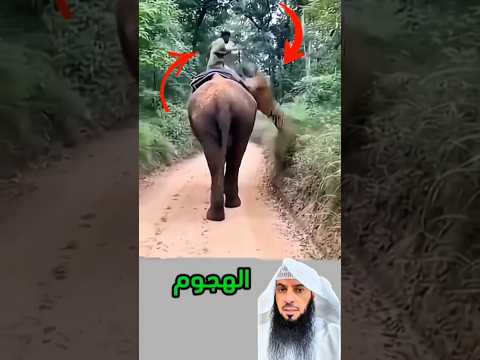 عندما يواجه النمر غضب العمالقة