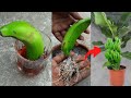 Grow banana tree from banana 🍌🍌🍌