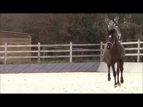 SDL Magic Night Stone, Gold Medal Deauville 2016