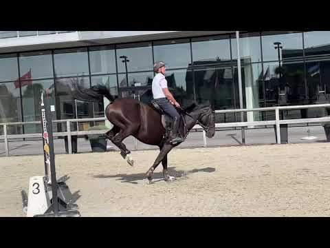 Kto Terminator - mare, 2017, by Dominator Z x Cicero Z training at Sentower…