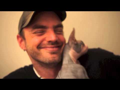 Sphynx cat using face as a scratch post