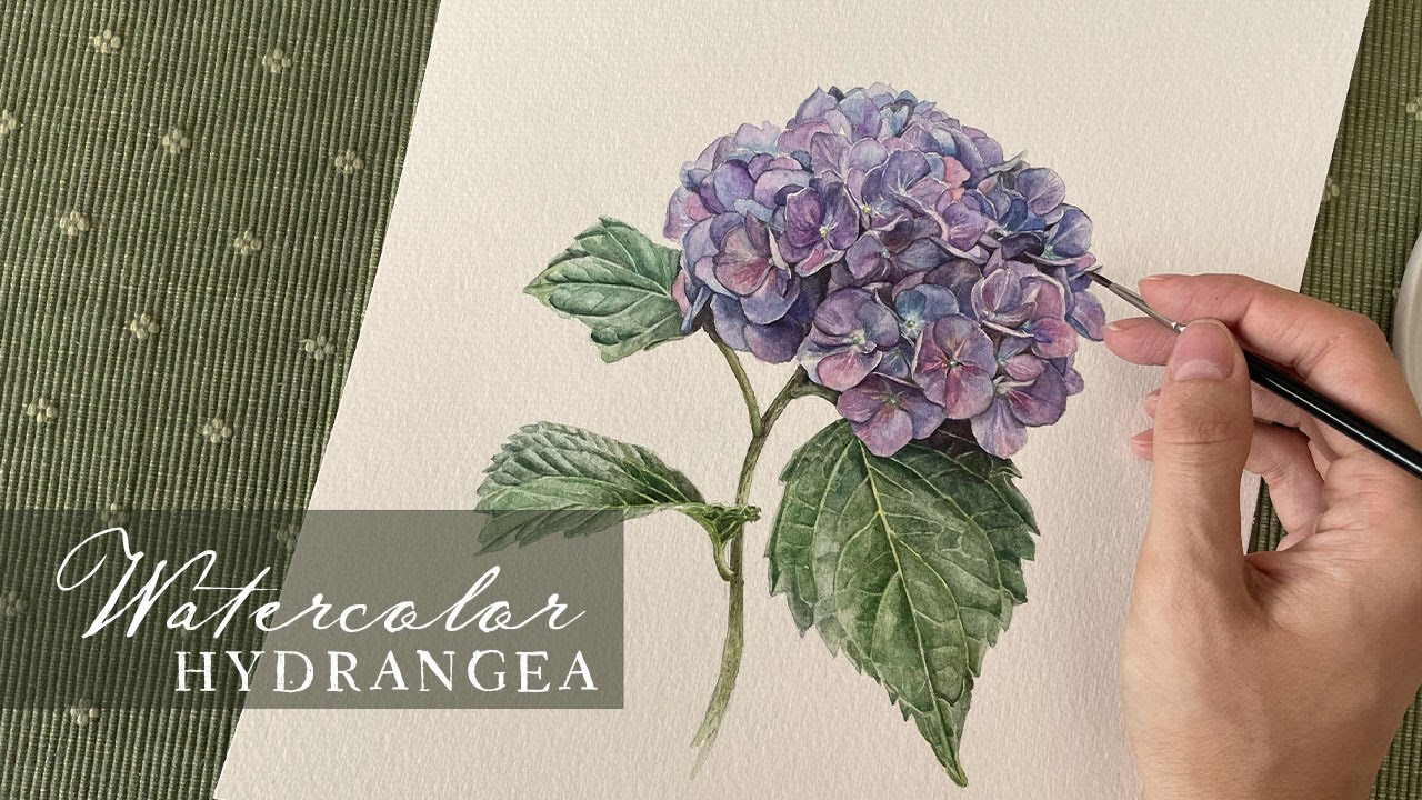 Realistic watercolor hydrangea painting from picture